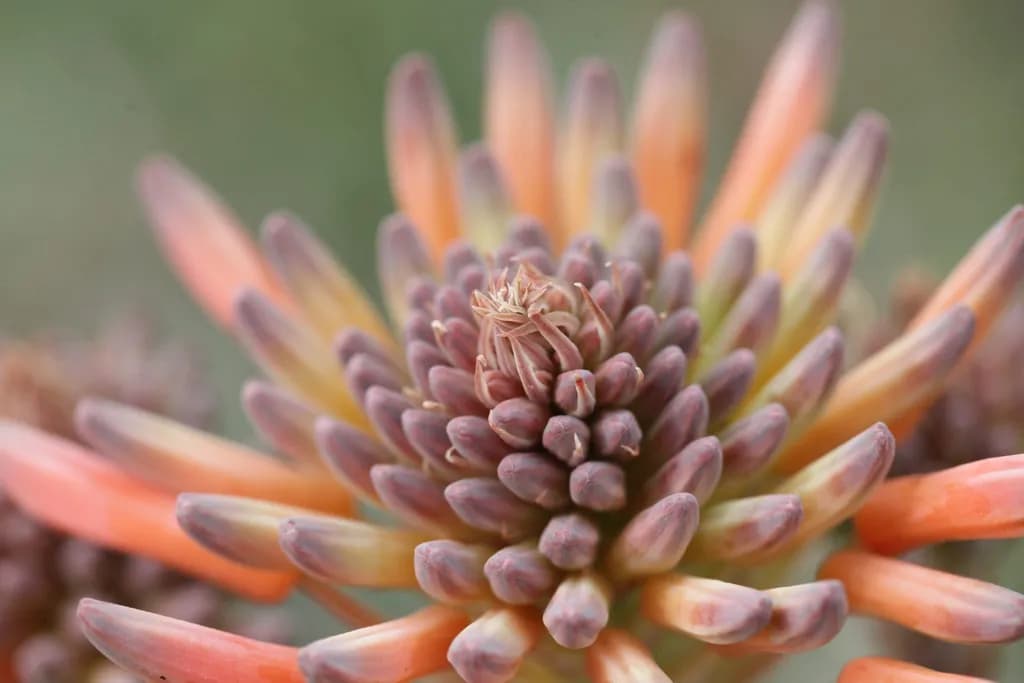 Aloe Blossom Close-Up