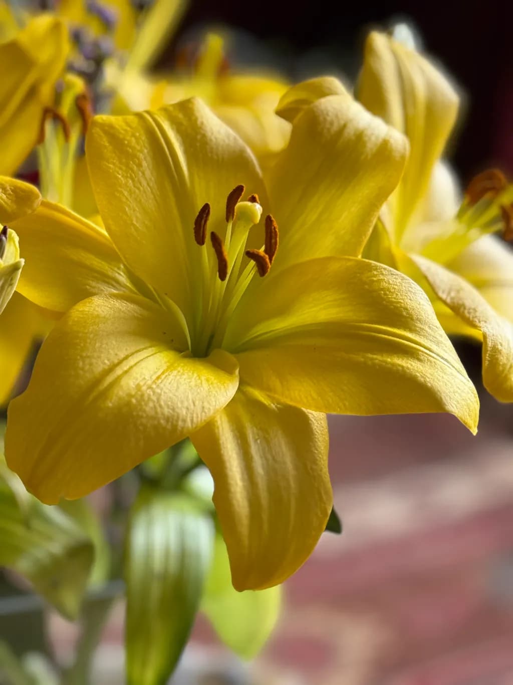 Golden Petals: A Close-Up of Nature's Radiant Beauty in Yellow Lilies