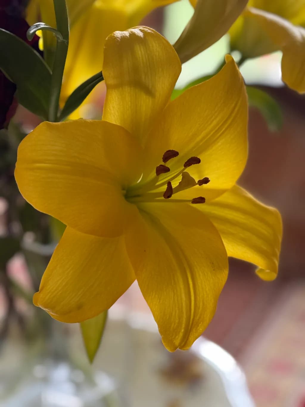 Golden Elegance: A Captivating Yellow Lily in Bloom