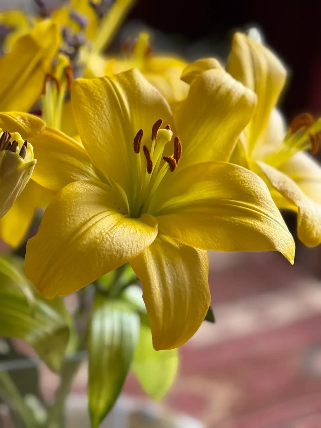 Golden Petals: A Captivating Botanical Embrace of Nature's Beauty