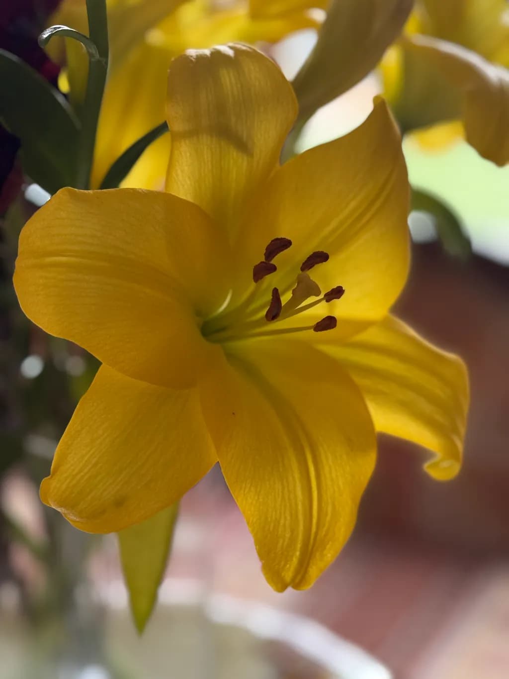 Golden Elegance: A Close-Up of a Radiant Yellow Lily in Bloom