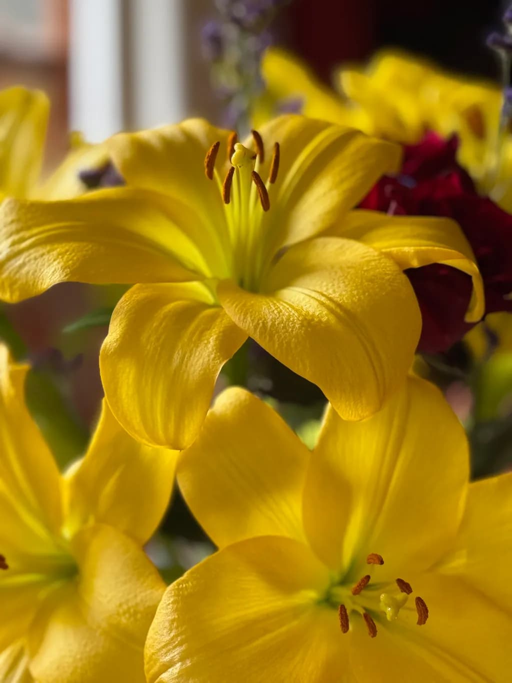 Golden Elegance: A Close-Up of Vibrant Yellow Lilies in Bloom