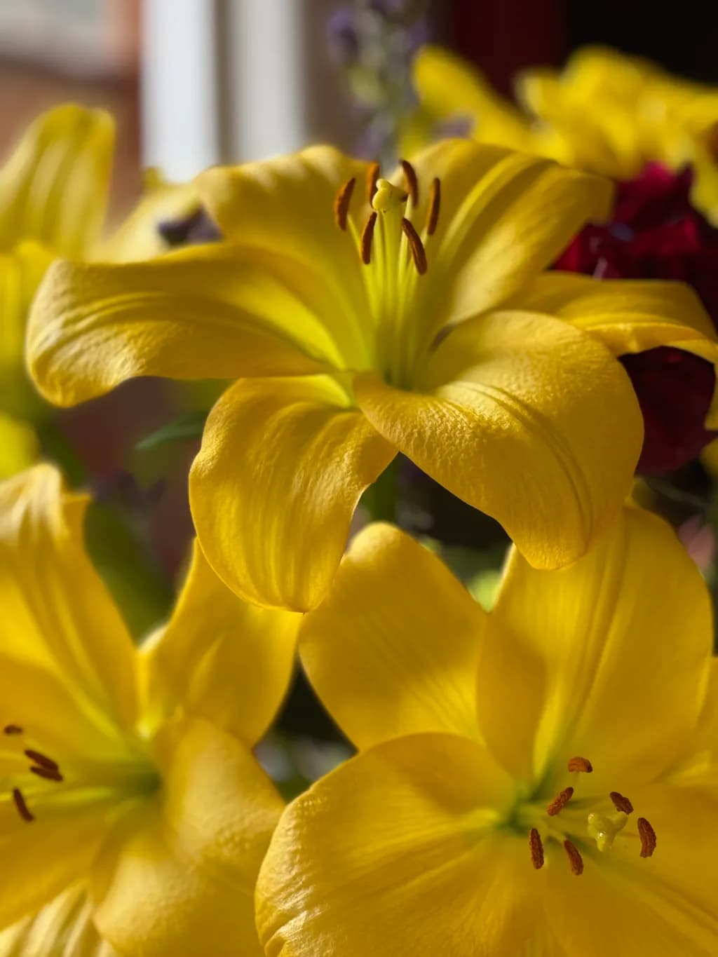 Golden Petals: A Radiant Celebration of Nature's Beauty