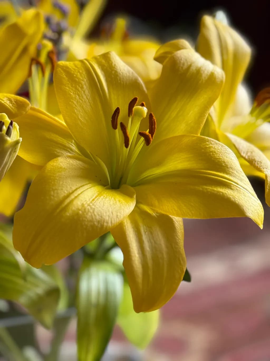 Golden Elegance: A Close-Up of Radiant Yellow Lilies in Bloom