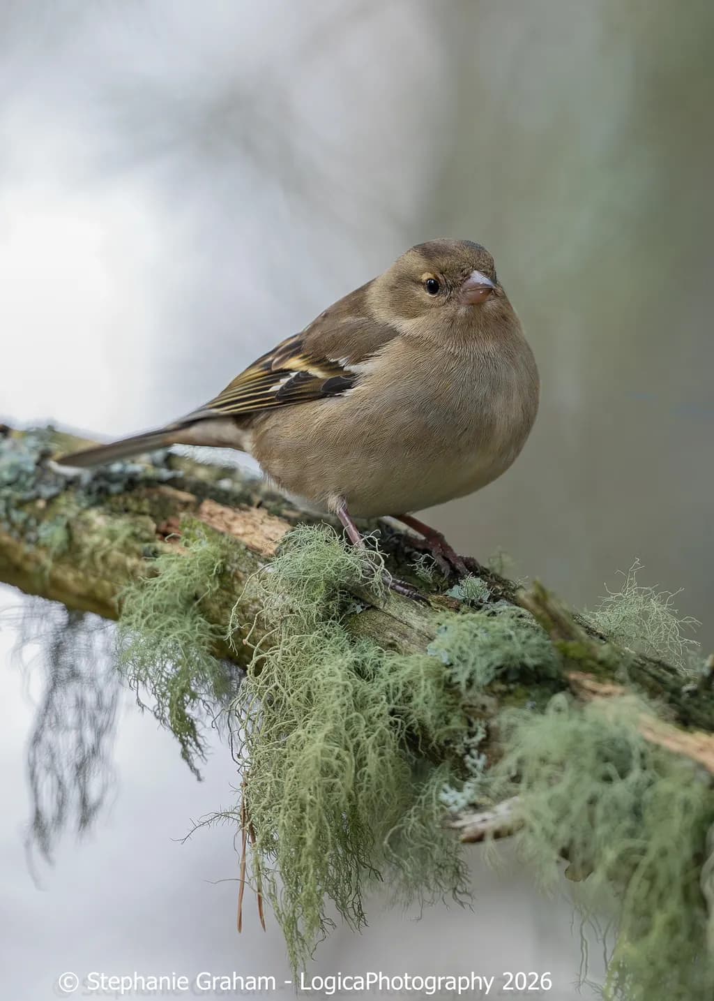 Mossy Perch Quietude