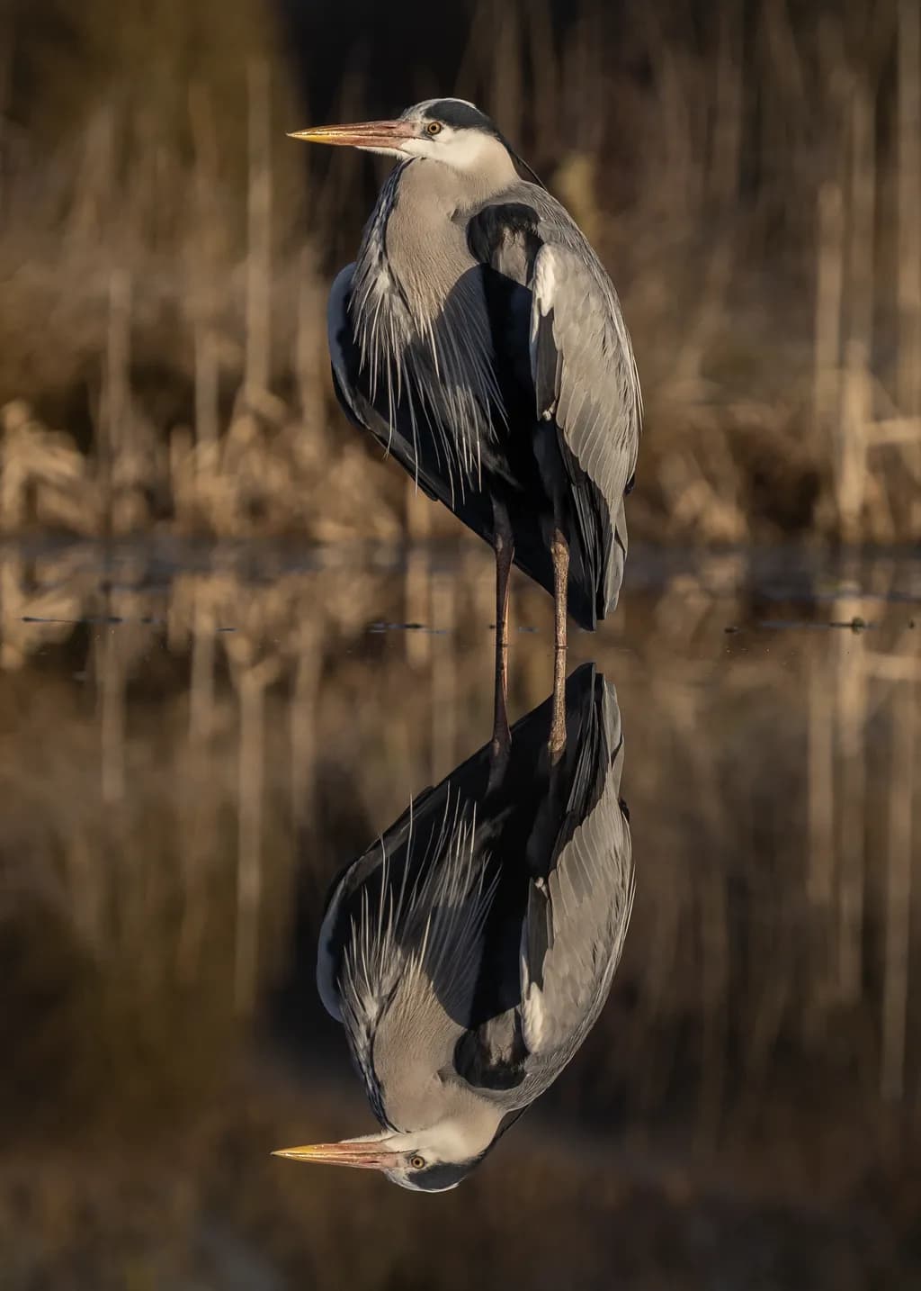 Stillness Reflected