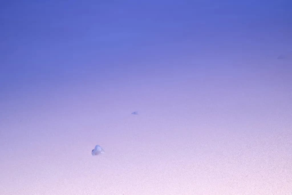 Ethereal Serenity: A Tranquil Underwater Dance of Jellyfish