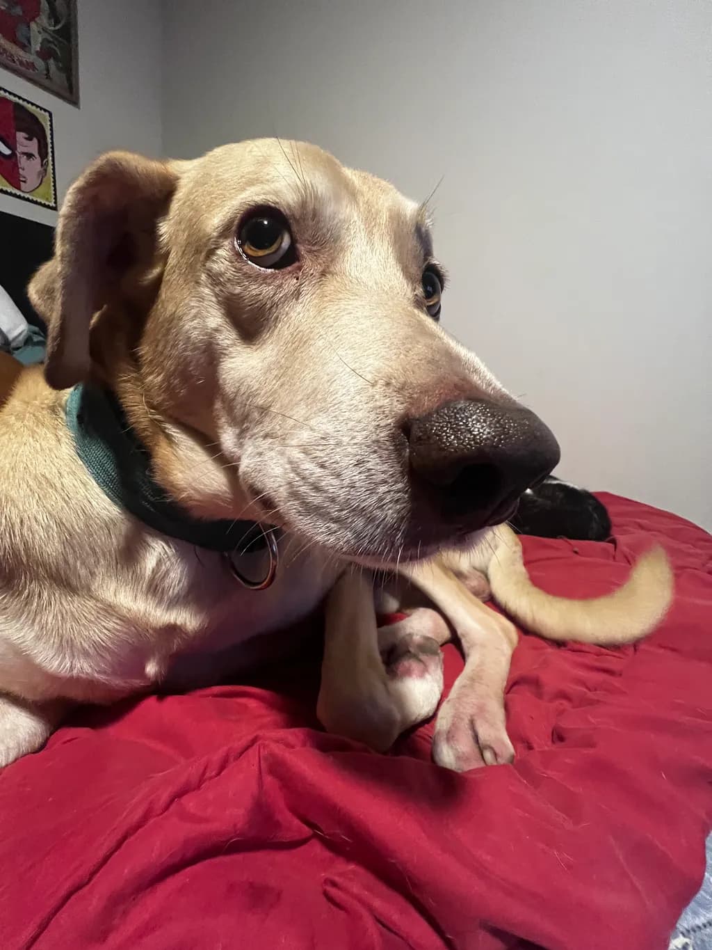 Golden Moments: A Close-Up of Canine Serenity