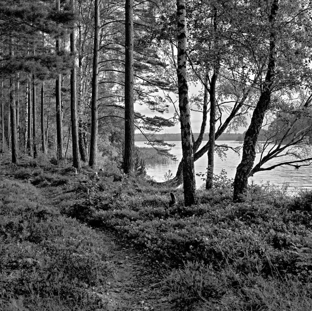 Whispers of the Forest: A Serene Path Through Monochrome Trees by the Water