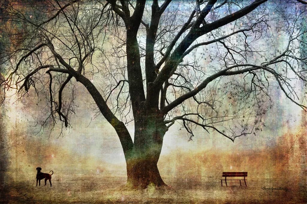 Ancient Tree Texture