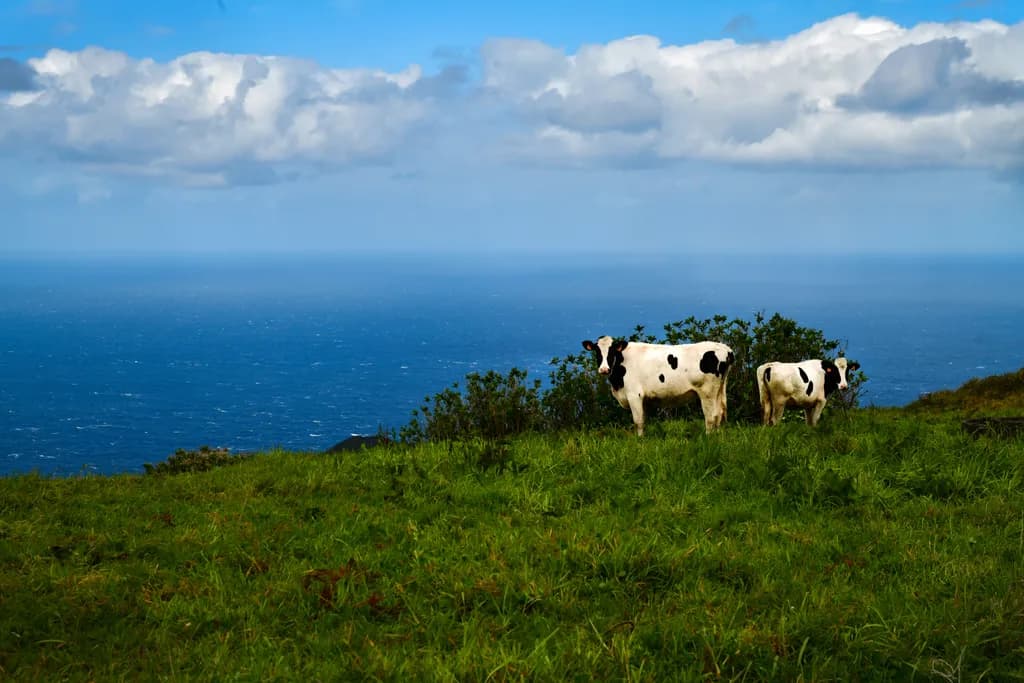 Grazing the Azores