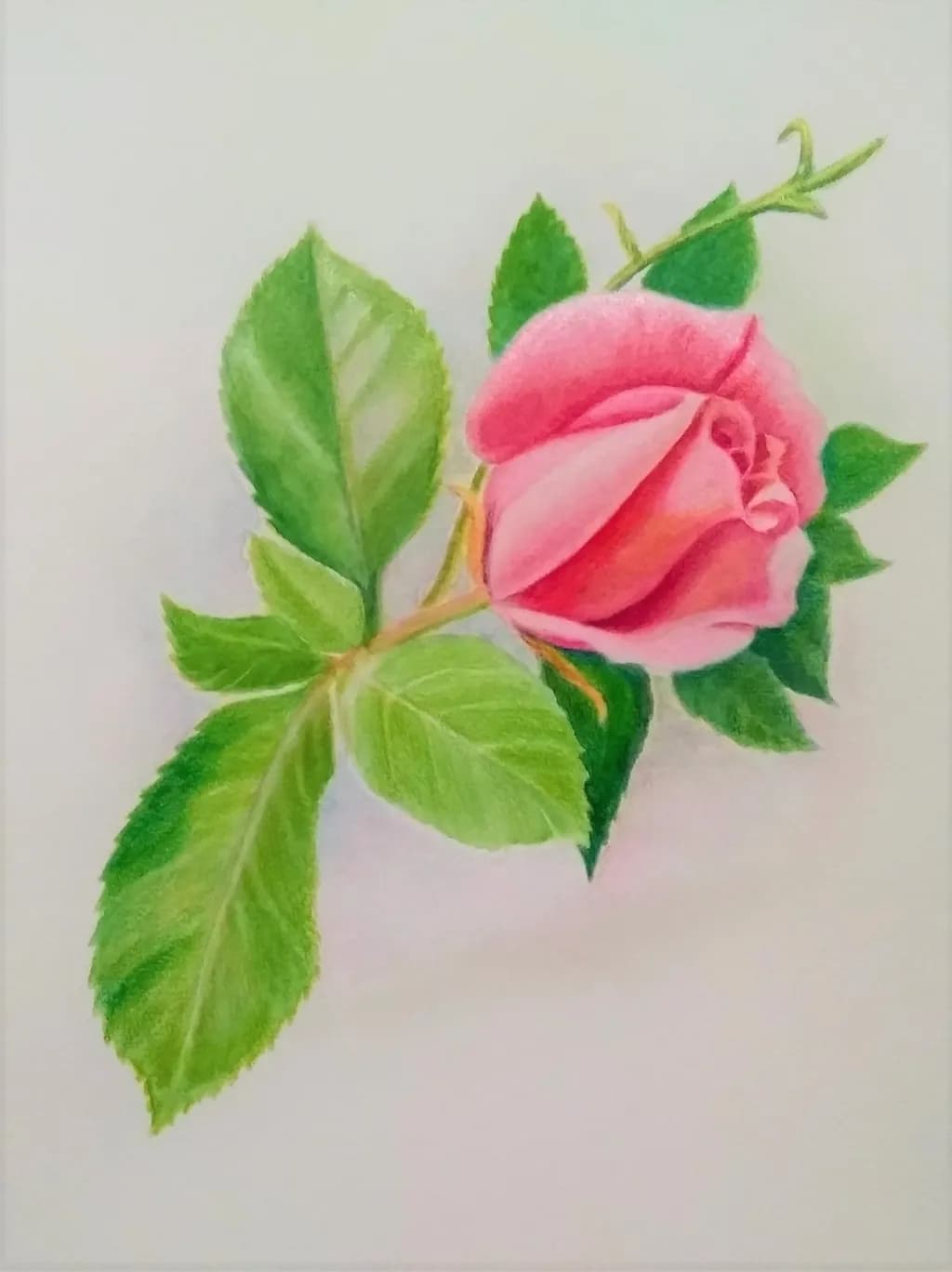 Whispers of Nature: A Delicate Pink Rose Embraced by Lush Green Leaves