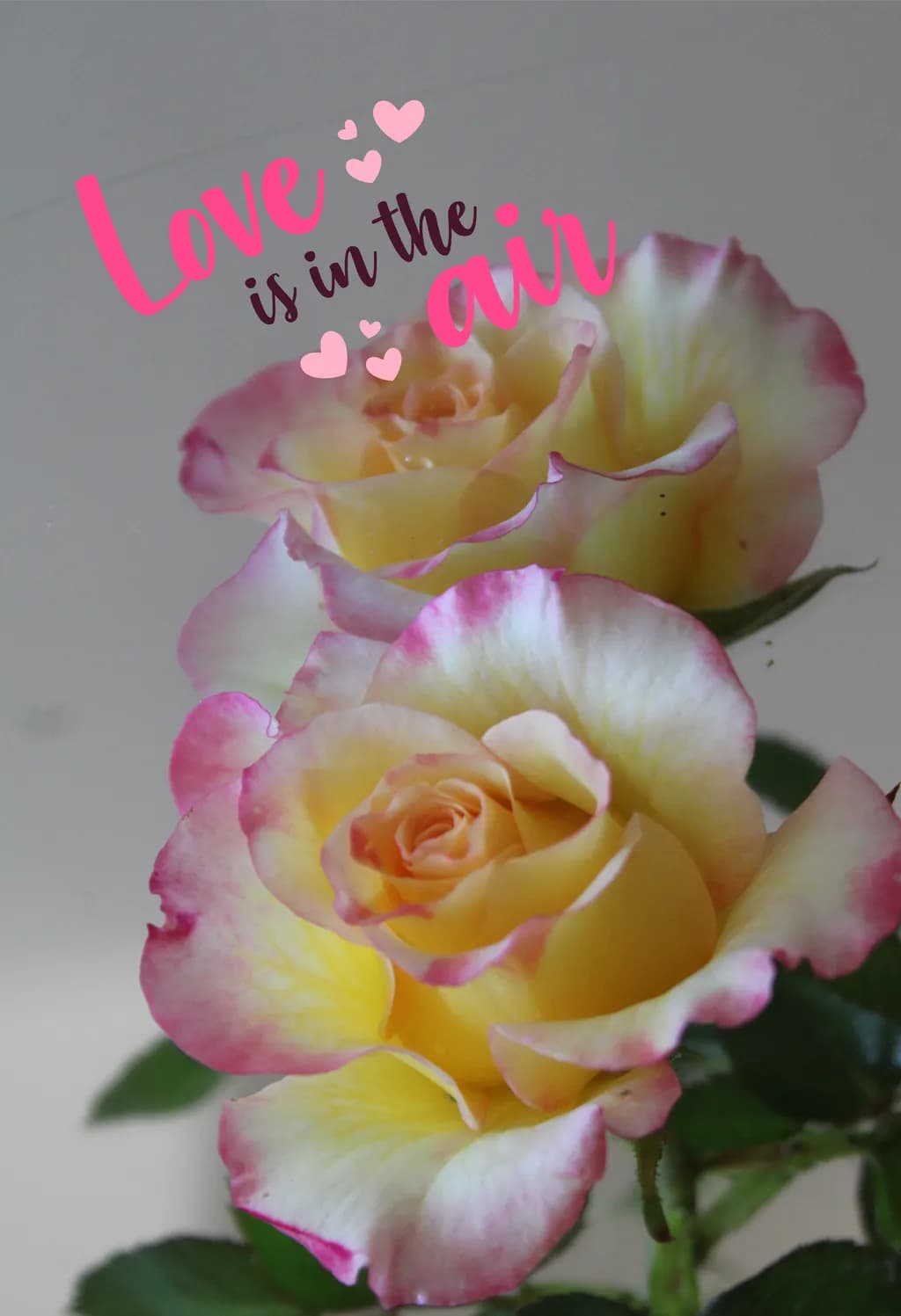 Love in Bloom