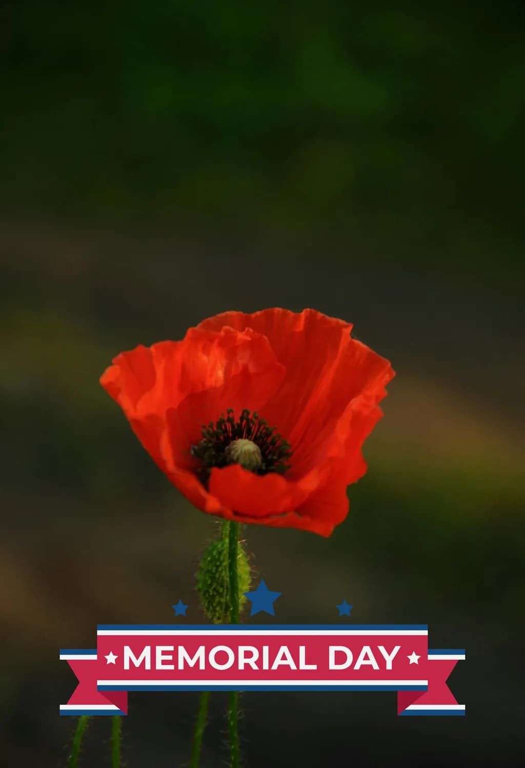 Memorial Poppy