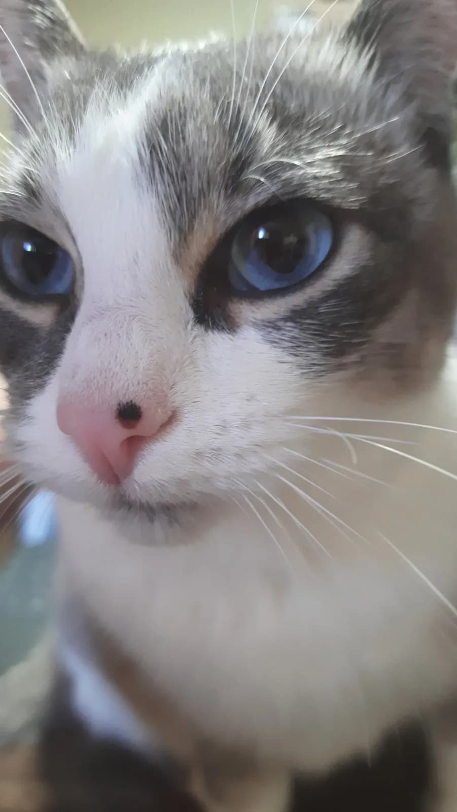 Whiskered Wonder: A Close-Up of Adorable Blue-Eyed Feline Charm