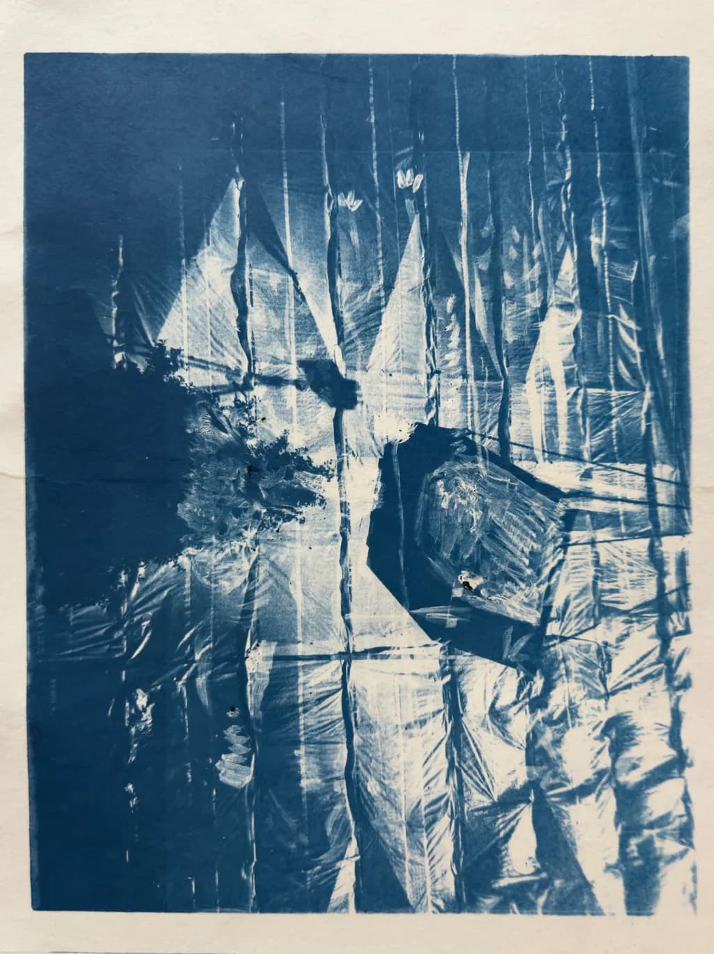Whispers of Blue: A Dance of Light and Shadow in Cyanotype Form