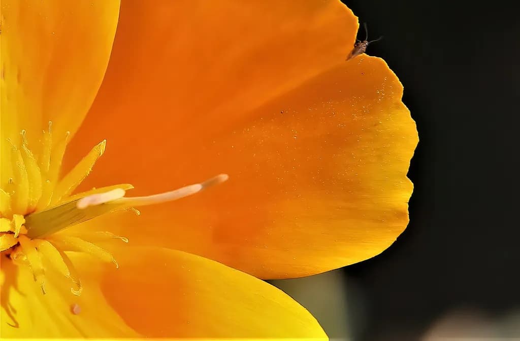 Vibrant Orange Blossom: A Macro Exploration of Nature's Beauty
