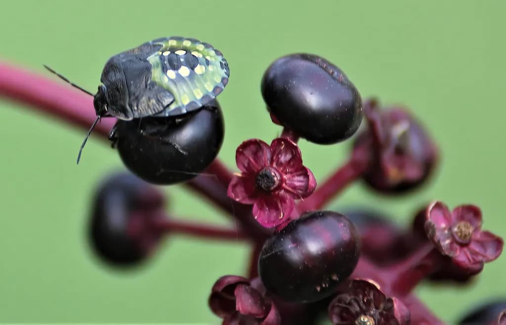 Whispers of Nature: A Macro Exploration of Insect and Flora Harmony
