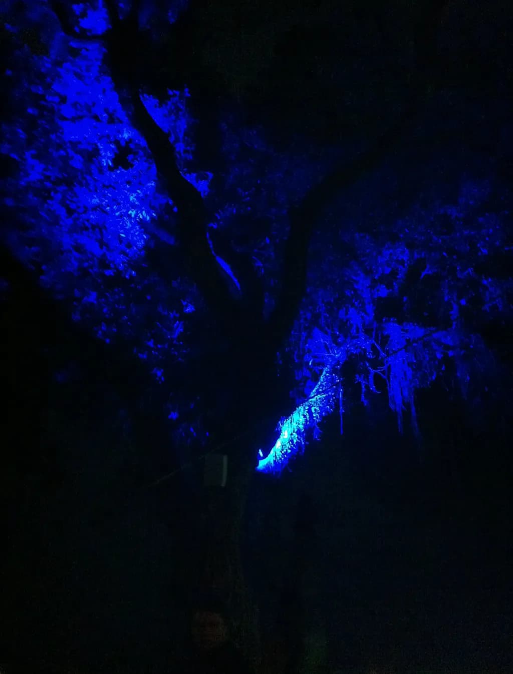 Whispers of the Night: A Blue-Hued Tree Illuminated by Moonlight