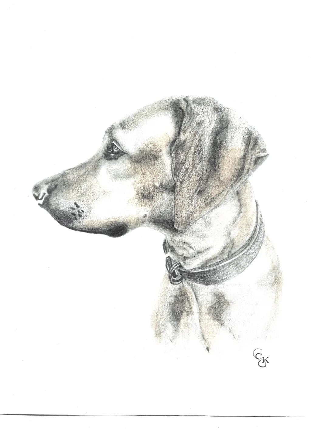Whispers of Loyalty: A Detailed Portrait of a Beloved Dog