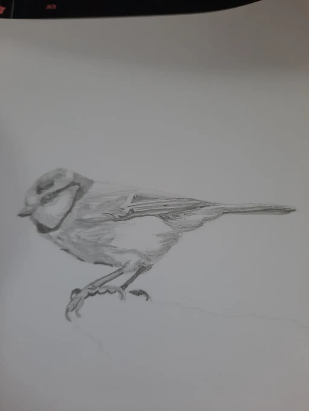 Whispers of Flight: A Monochrome Bird Sketch in Feathers and Grace
