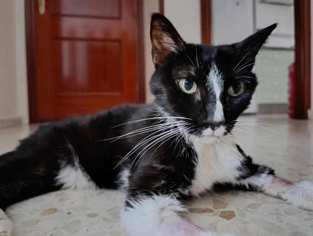 Whiskered Serenity: A Curious Cat's Indoor Retreat