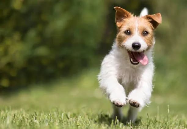 Joyful Paws: A Playful Pup's Delight in Nature's Embrace