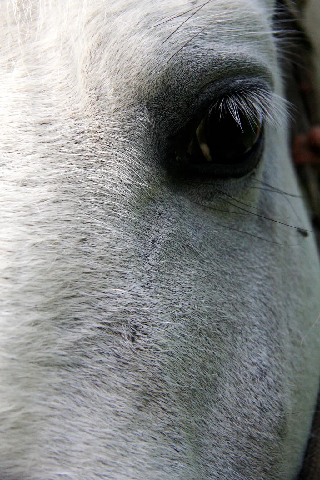Whispers of the Wild: A Close Encounter with Equine Grace