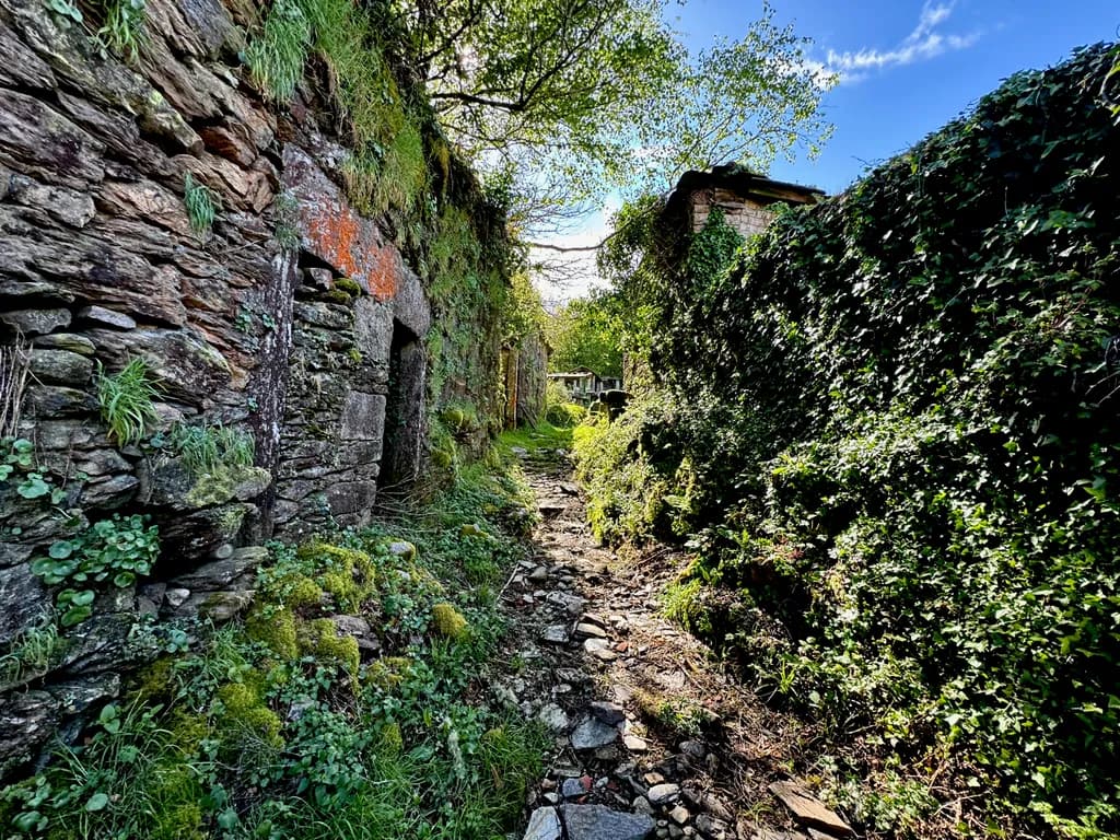 Whispers of Nature: A Serene Path Through Time's Embrace