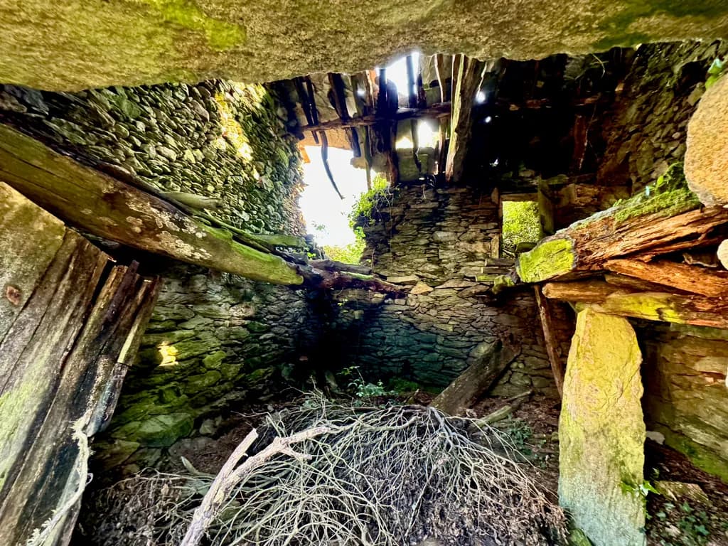 Whispers of Time: Nature's Embrace in an Abandoned Sanctuary