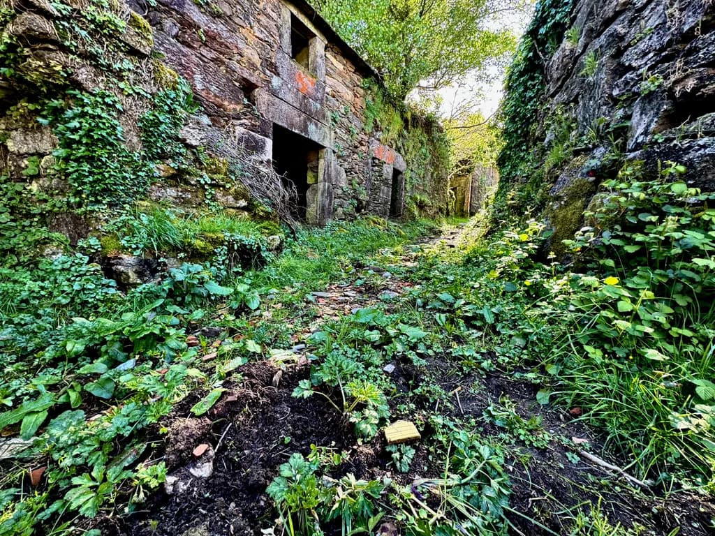 Whispers of Nature: A Serene Path Through Time's Embrace