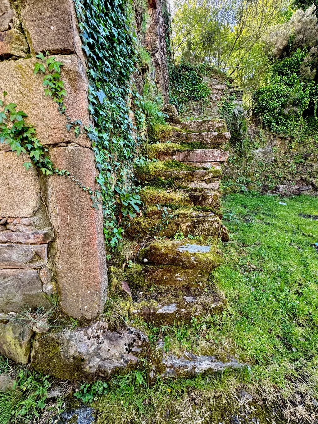 Whispers of Nature: Overgrown Steps to Forgotten Ruins