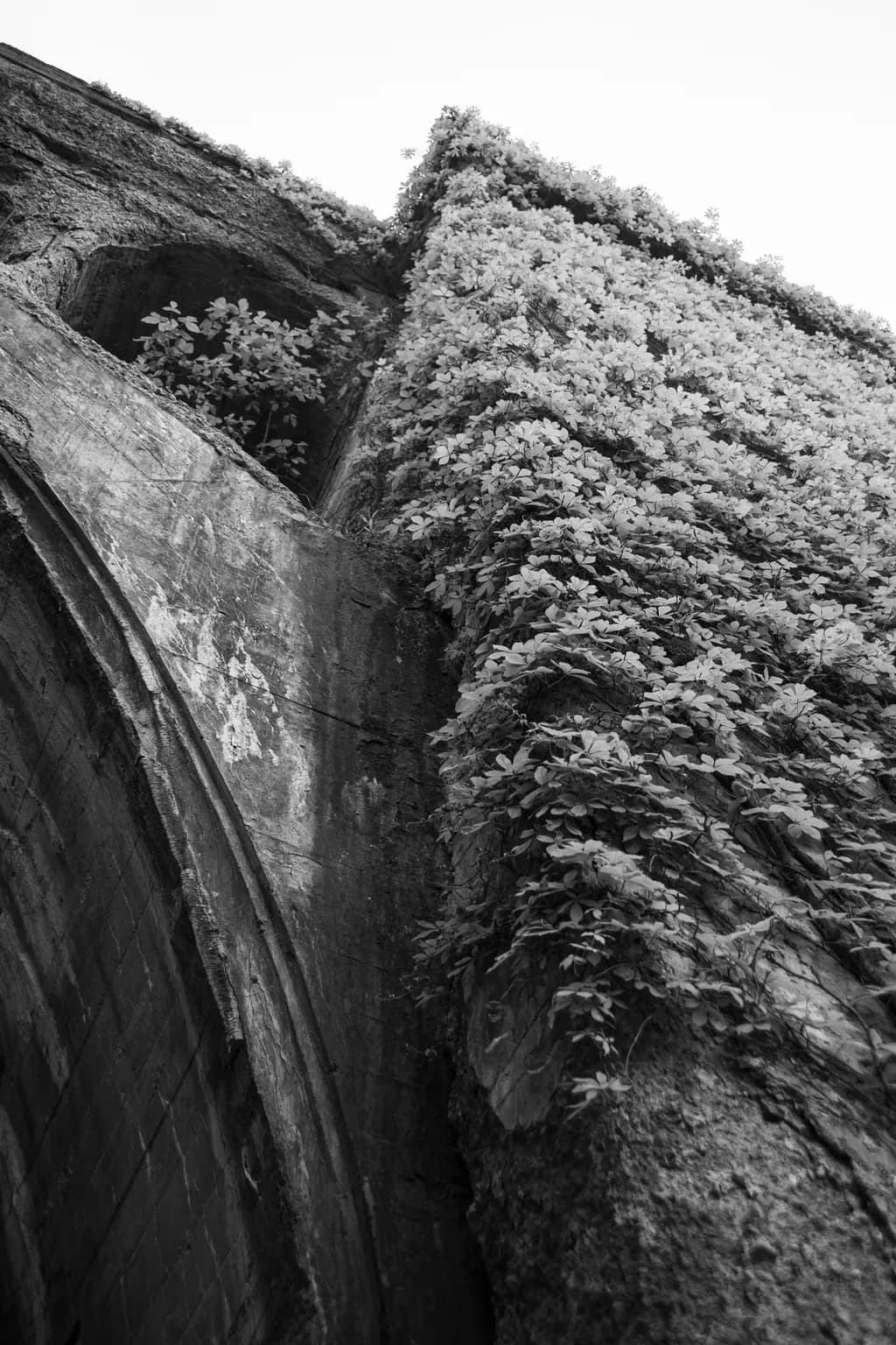 Whispers of Time: Nature's Embrace on Ancient Stone