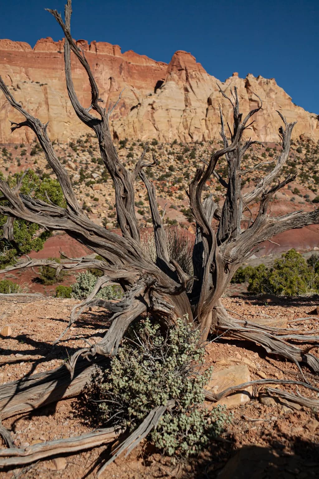 Whispers of Resilience: A Desert Tree's Story Amidst Rocky Landscapes