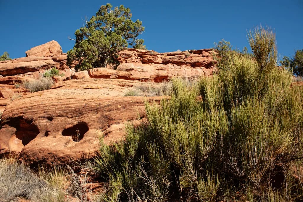 Desert Serenity: A Majestic Landscape of Red Rocks and Resilient Flora