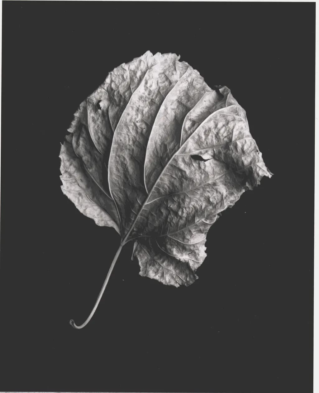 Whispers of Nature: A Monochrome Leaf Study
