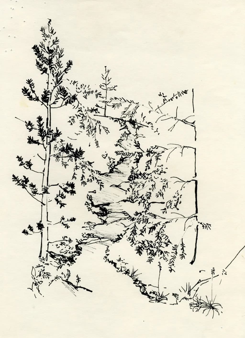Forest Stream