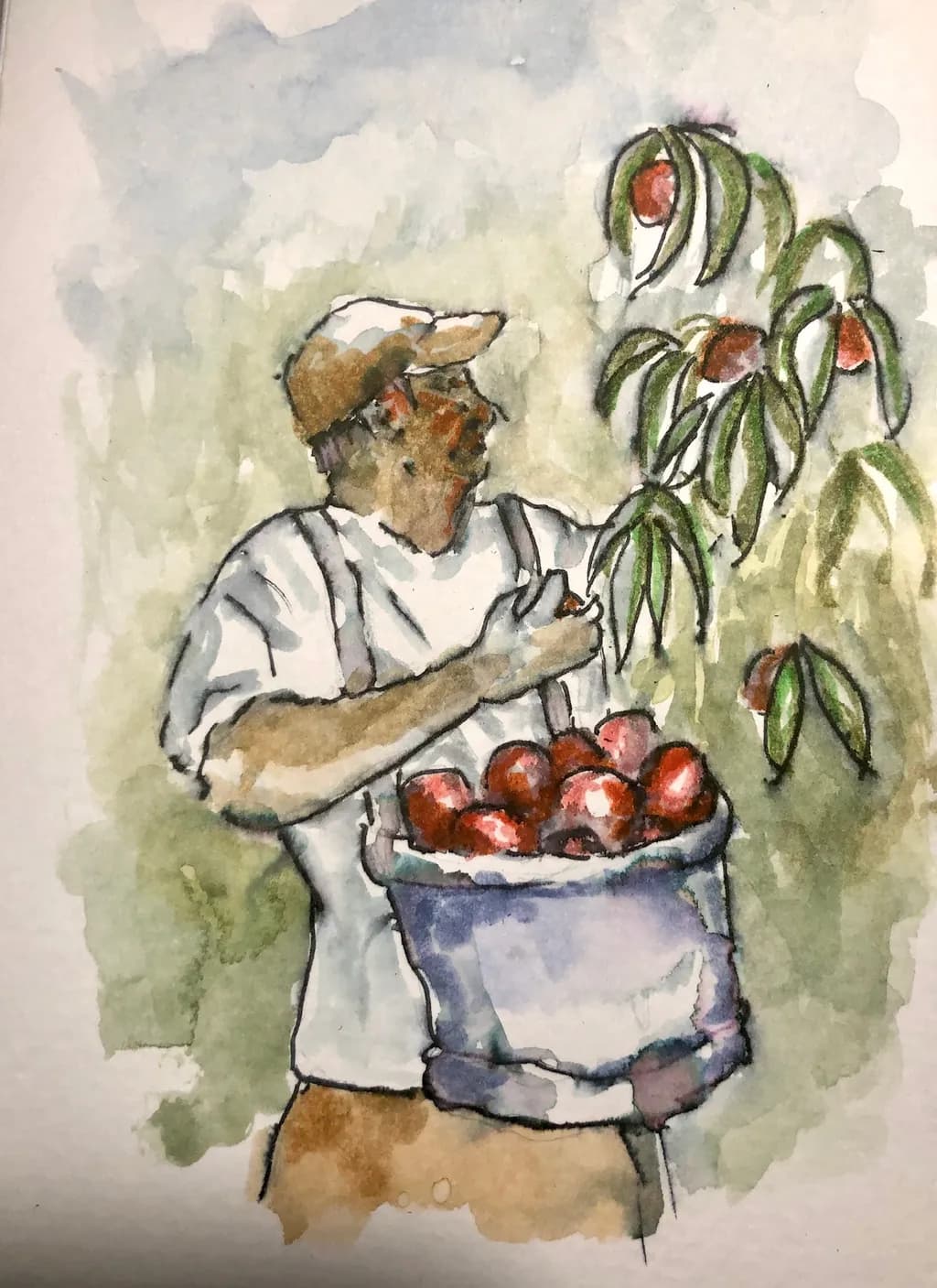 Peach Harvest
