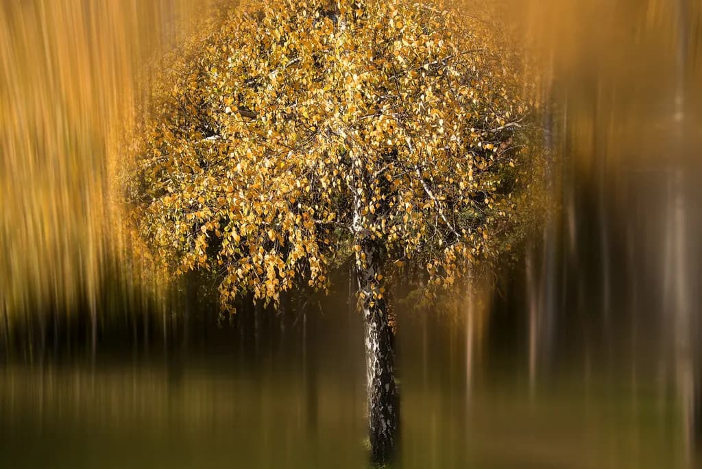 Golden Whispers: A Serene Autumn Tree in Motion
