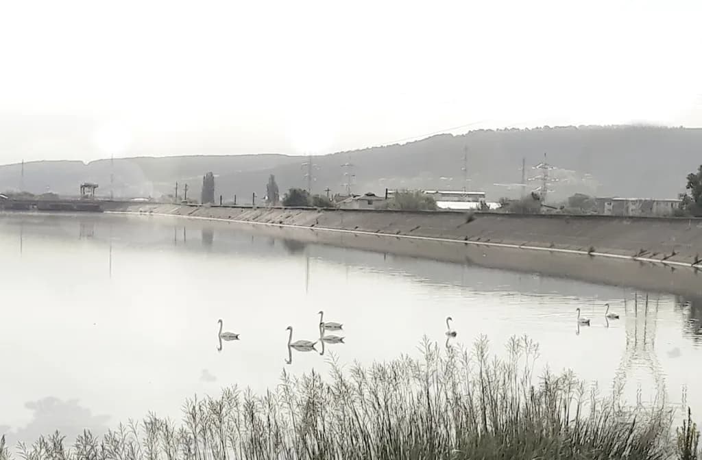 Serenity in Reflection: A Tranquil Landscape with Swans on Still Waters