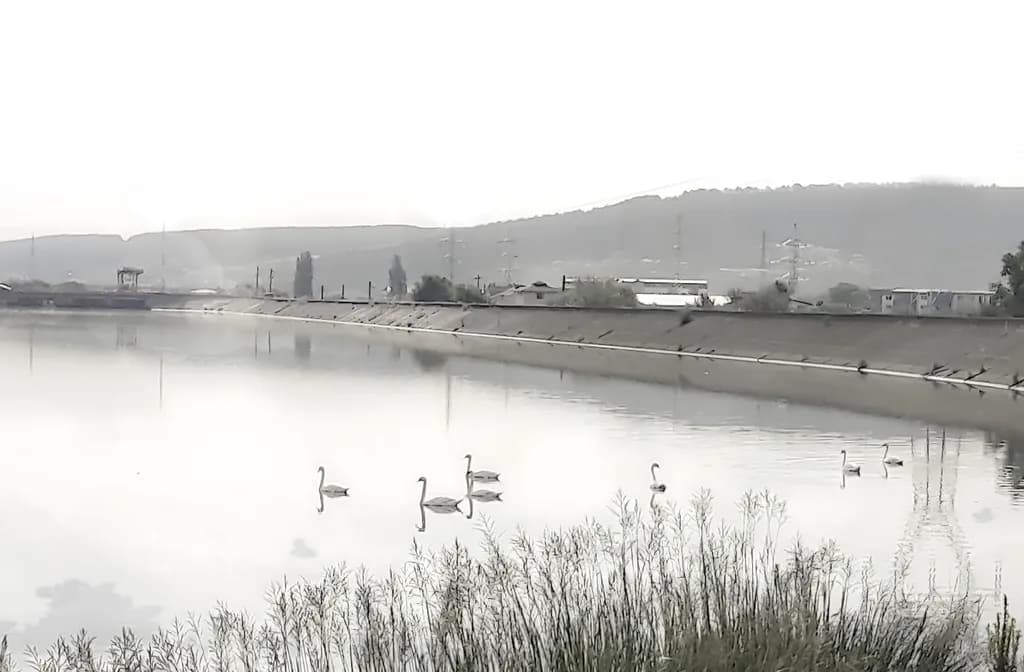 Serenity in Stillness: A Misty Morning with Swans on the Water's Edge