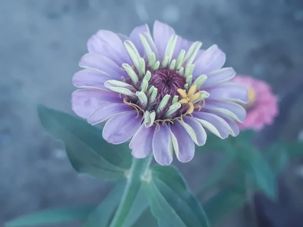 Whispers of Lavender: A Delicate Bloom in Nature's Embrace