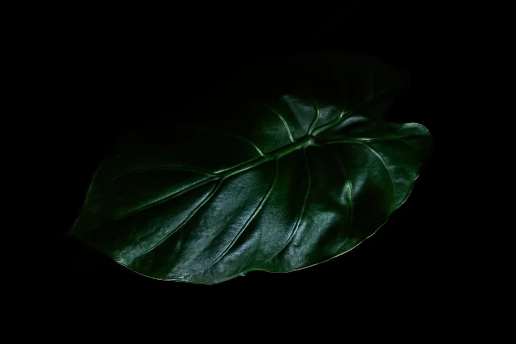 Lush Leaf