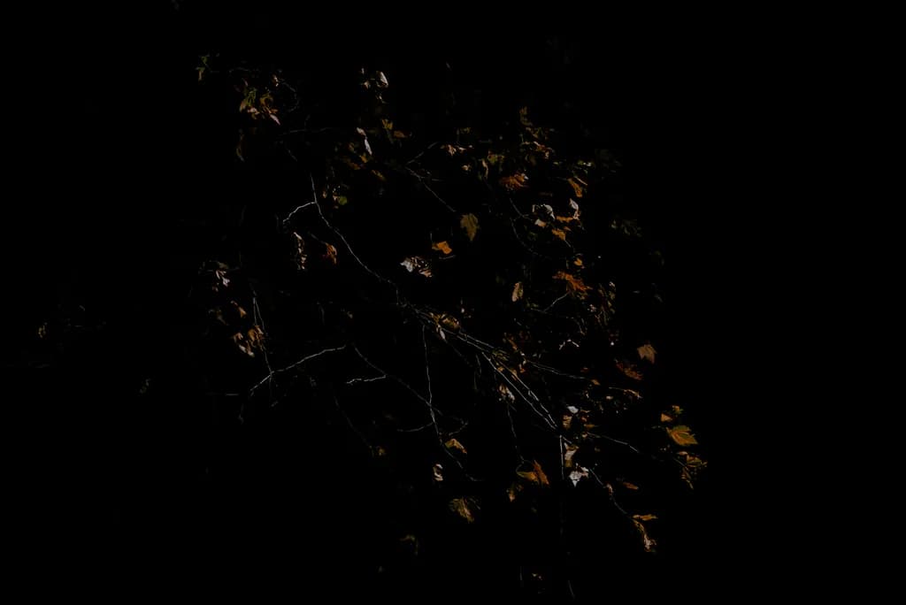 Fleeting Shadows