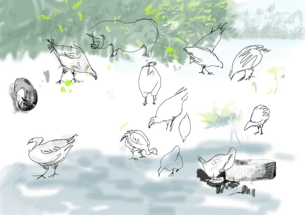Flock Study