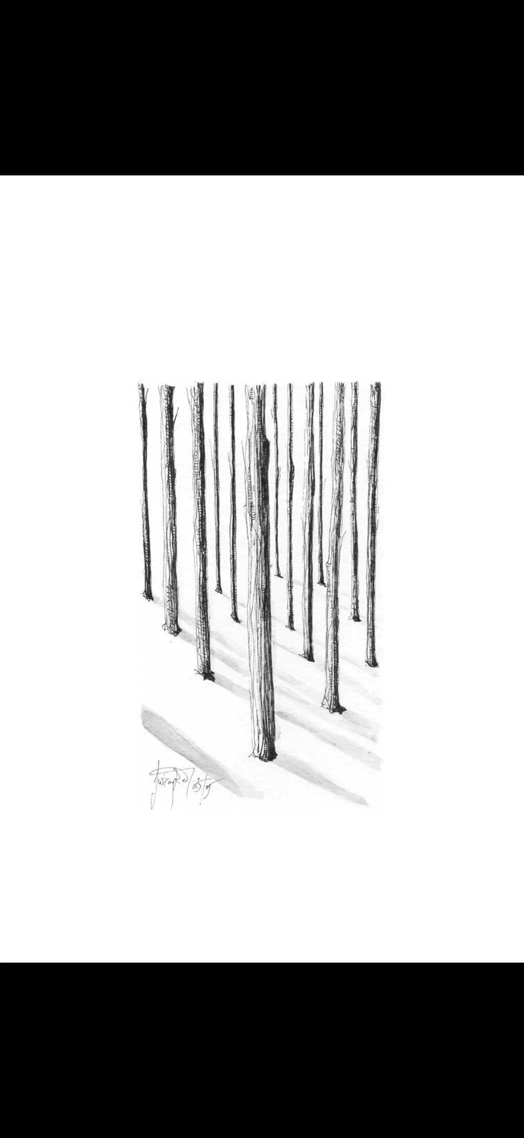 Whispers of the Forest: A Monochrome Journey Through Tall Trees