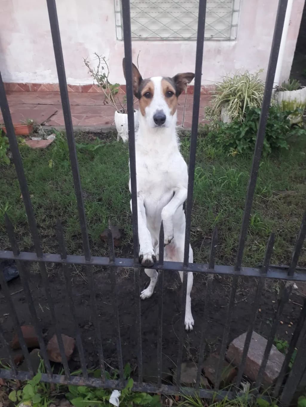 Curious Canine: A Playful Pup Peeking Through the Fence
