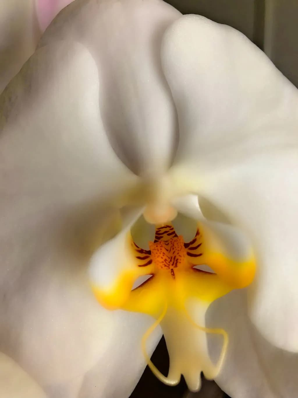 Whispers of Elegance: The Ethereal Beauty of a White Orchid Blossom