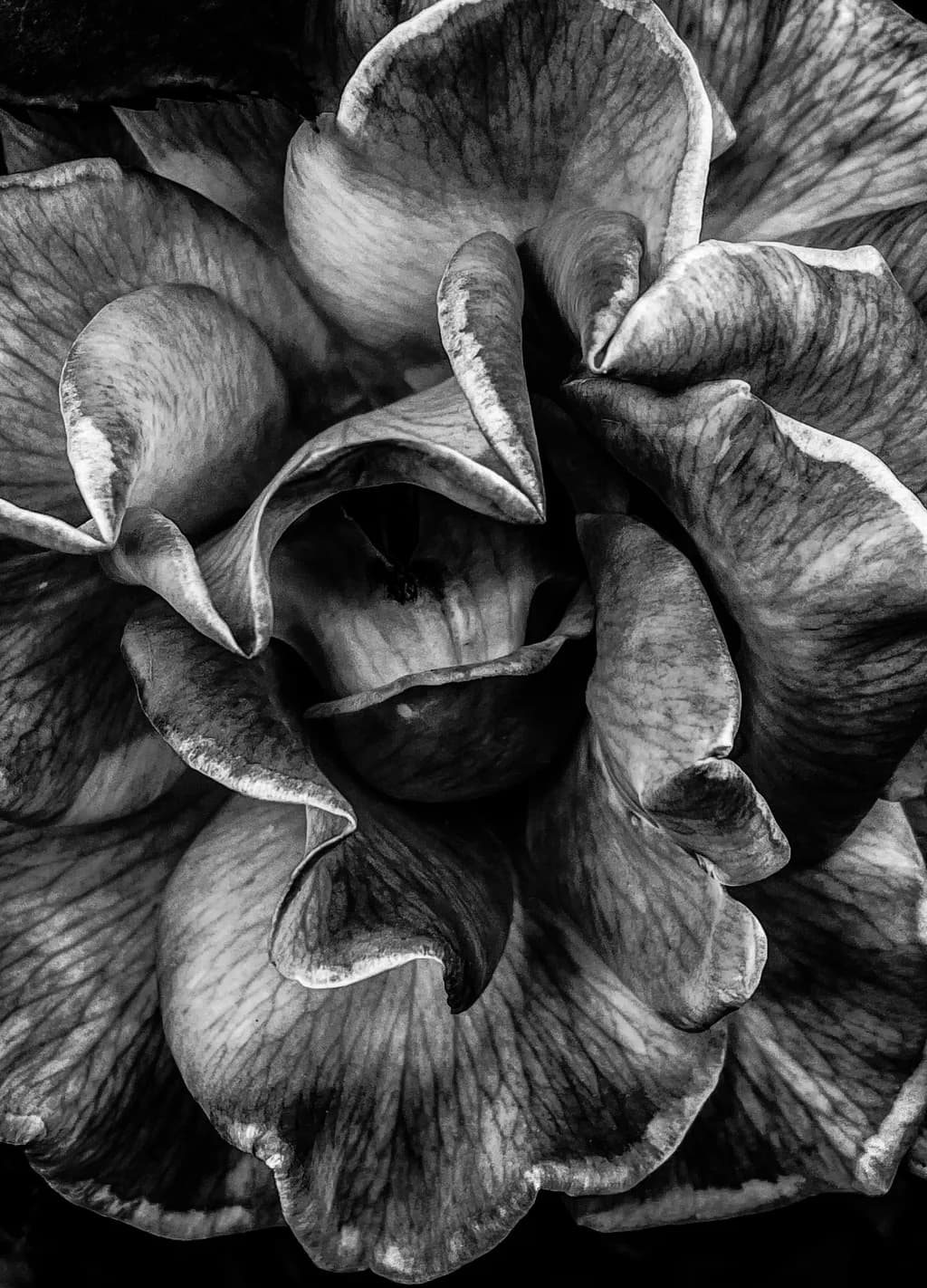 Whispers of Nature: A Black and White Floral Symphony in Texture and Contrast