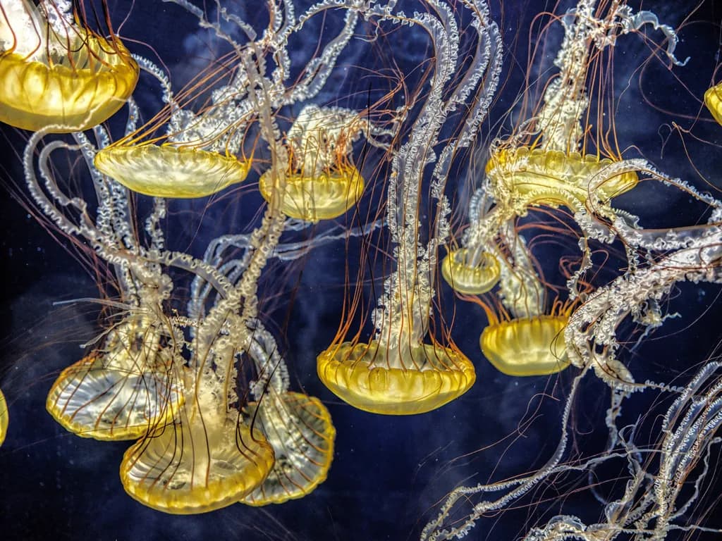 Ethereal Dance of Jellyfish: A Mesmerizing Underwater Symphony